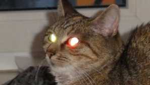 Noc lucerna: proč kočky v temných světlech